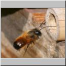 Osmia bicornis - Rote Mauerbiene 29.jpg